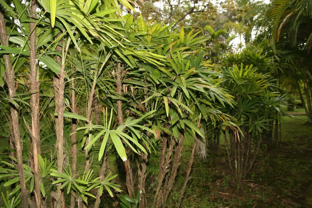 palma della signora o palma bambù (Rhapis excelsa) – in a garden setting, plant photo
