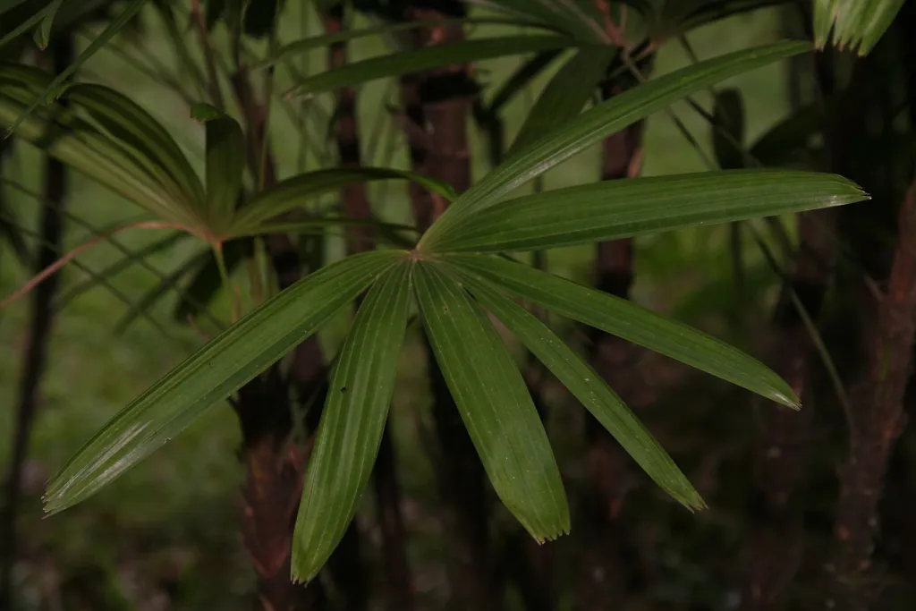 palma della signora o palma bambù (Rhapis excelsa) – in a garden setting, plant photo