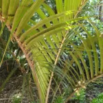 Nikau (Rhopalostylis sapida) – plant photo