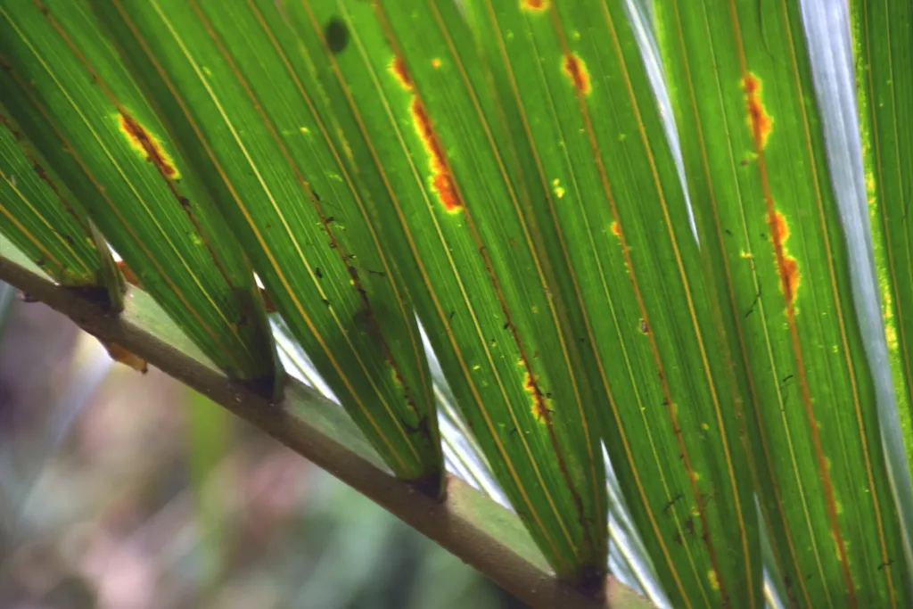 Nikau (Rhopalostylis sapida) – v záhrade, fotografia rastliny