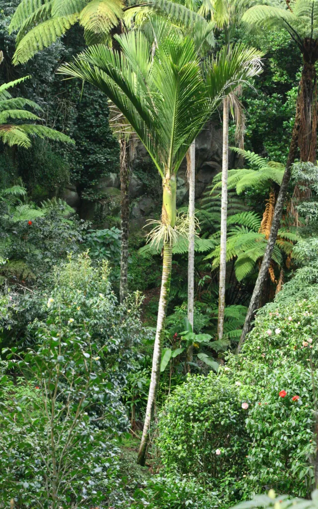 Nikau (Rhopalostylis sapida) – typický vzhľad, fotografia rastliny