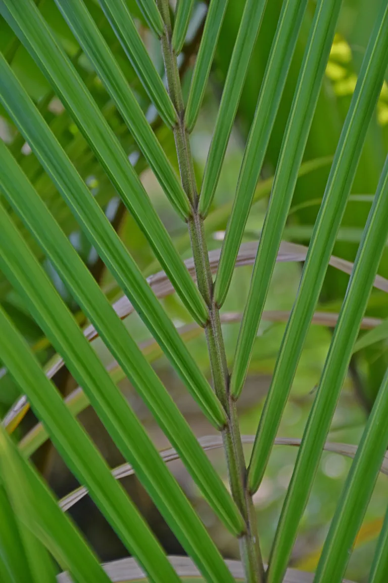 Nikau (Rhopalostylis sapida) – characteristic appearance, plant photo