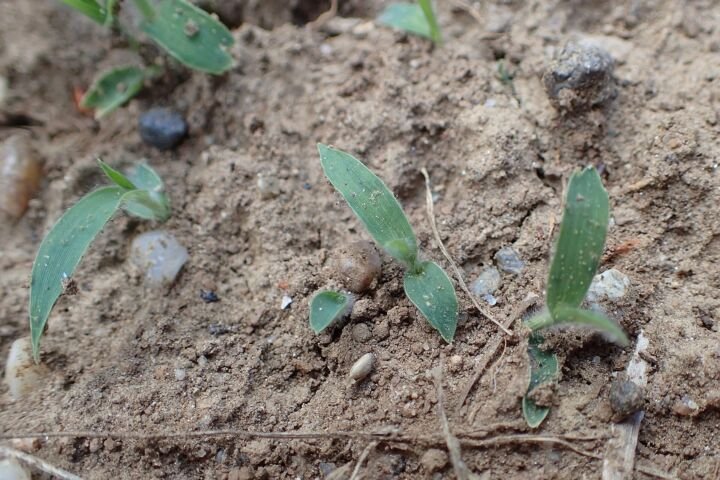Panicum miliaceum