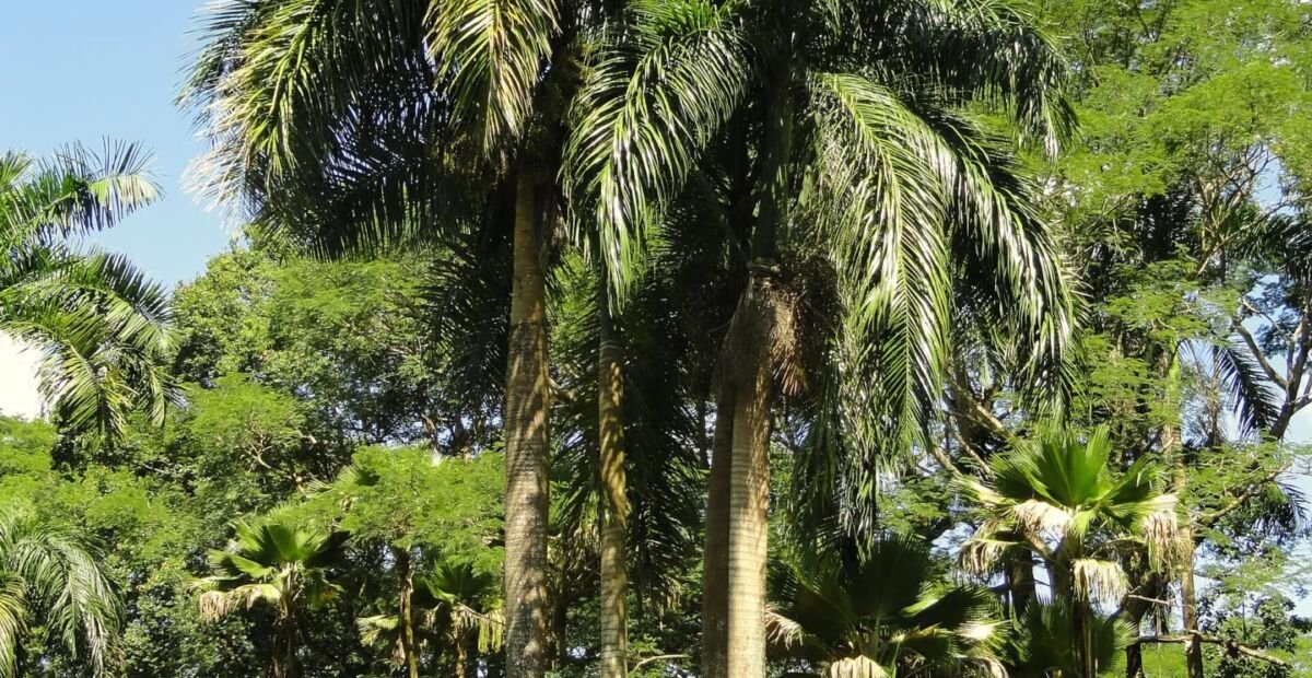 Roystonea borinquena – fotografia rastliny