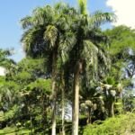 Roystonea borinquena – fotografia rastliny