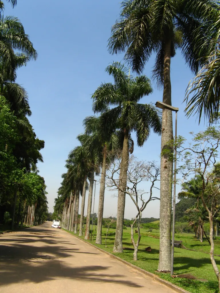 Roystonea borinquena – v záhrade, fotografia rastliny