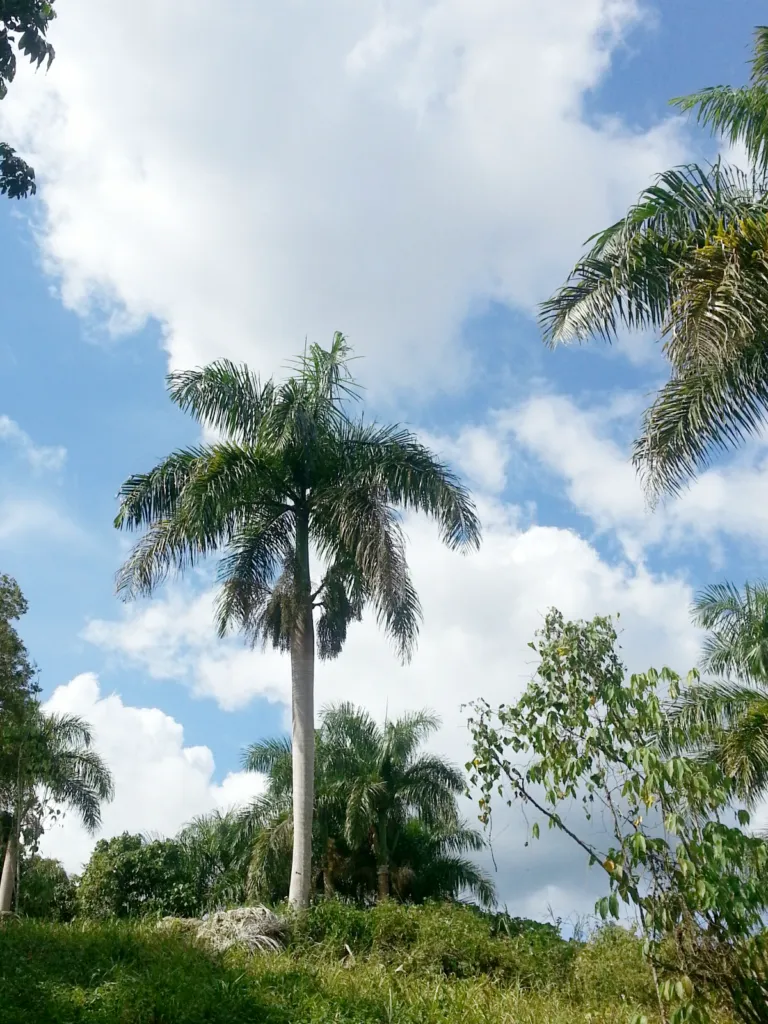 Roystonea borinquena – typický vzhľad, fotografia rastliny