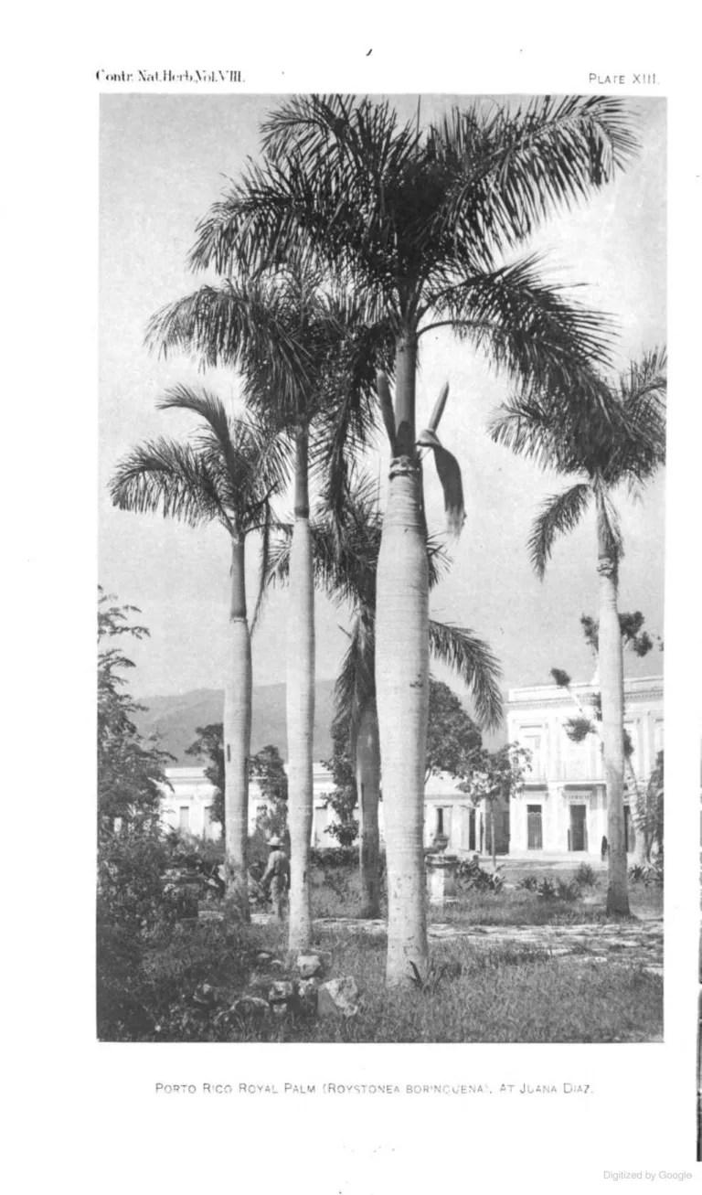 Puerto Rican Royal Palm (Roystonea borinquena) – characteristic appearance, plant photo