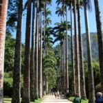 Roystonea oleracea – fotografia rastliny