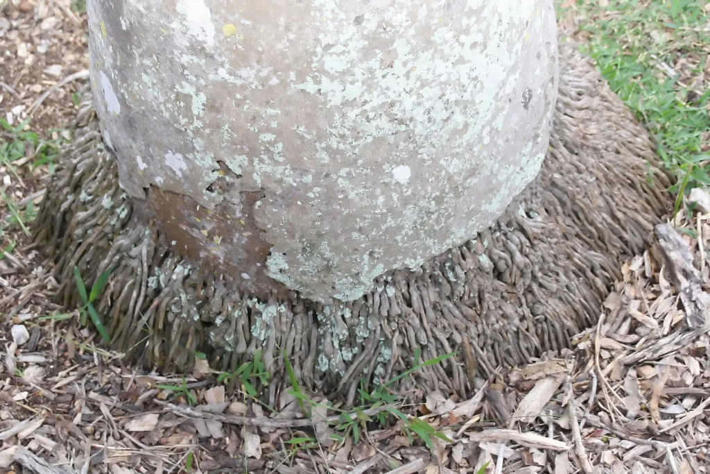 Chaguaramo (Roystonea oleracea) – im Garten, Pflanzenfoto