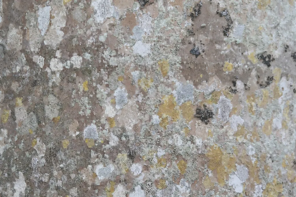 Chaguaramo (Roystonea oleracea) – im Garten, Pflanzenfoto