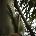 Roystonea regia – foto della pianta