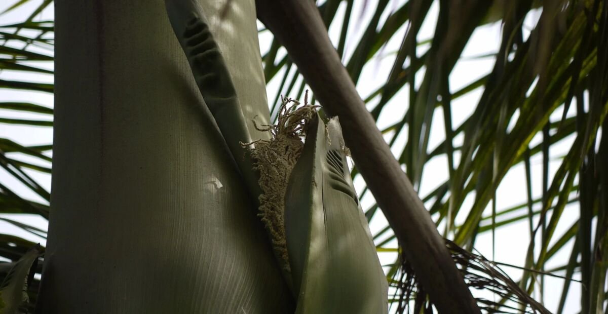 Roystonea regia – fotografia rastliny