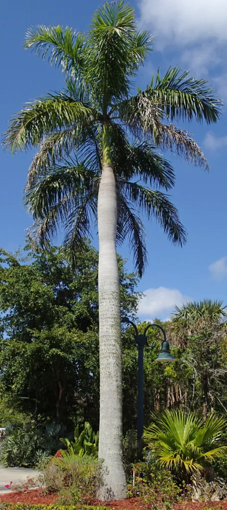 he royal palm (Roystonea regia) – flowers in close-up, plant photo