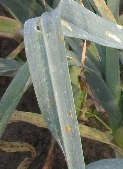Ruggine dell’aglio e delle altre Allium