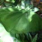 Rundblättrige Schirmpalme (Licuala grandis) – Pflanzenfoto
