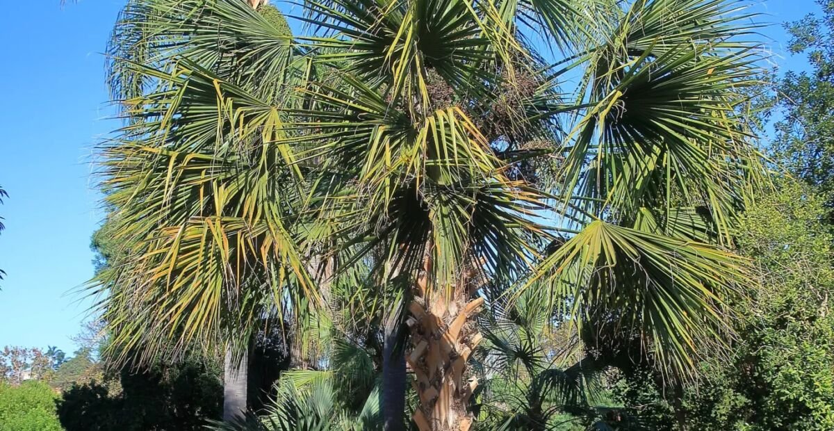 Sabal bermudana – fotografia rastliny