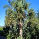 Sabal bermudana – fotografia rastliny