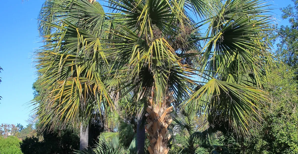 he Bermuda palmetto or bibby-tree (Sabal bermudana) – plant photo