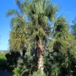 he Bermuda palmetto or bibby-tree (Sabal bermudana) – plant photo
