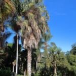 Sabal etonia – Pflanzenfoto