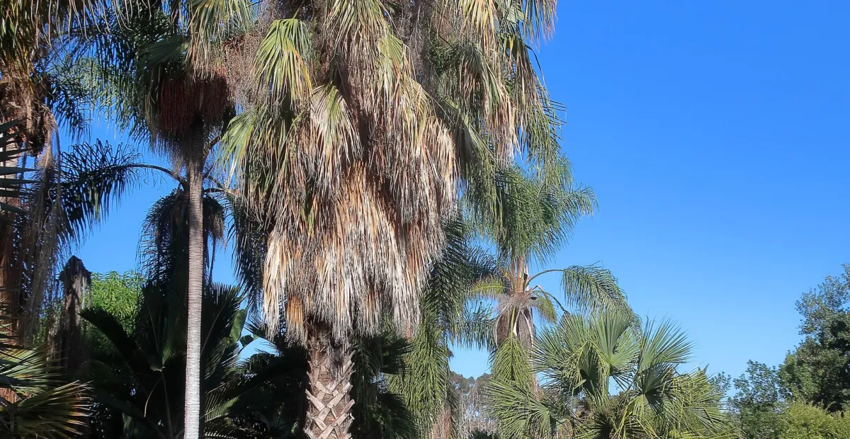 he scrub palmetto is a species of palm (Sabal etonia) – plant photo