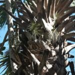 Sabal mexicana – fotografia rastliny