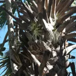 Rio Grande palmetto (Sabal mexicana) – plant photo