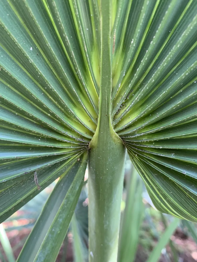 Palmetto nano (Sabal minor) – in a garden setting, plant photo
