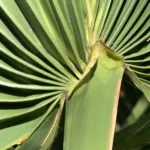 Dwarf Palmetto (Sabal minor) – plant photo
