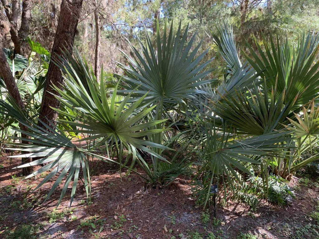 Palmetto nano (Sabal minor) – in a garden setting, plant photo