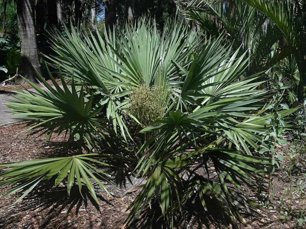 Palmetto nano (Sabal minor) – in a garden setting, plant photo