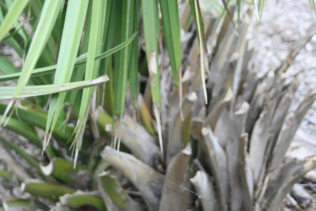 Palmetto nano (Sabal minor) – bark and shoots, plant photo
