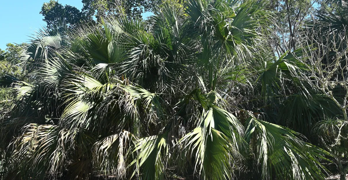 Cabbage Palm (Sabal palmetto) – plant photo