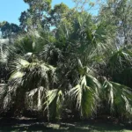 Cabbage Palm (Sabal palmetto) – plant photo