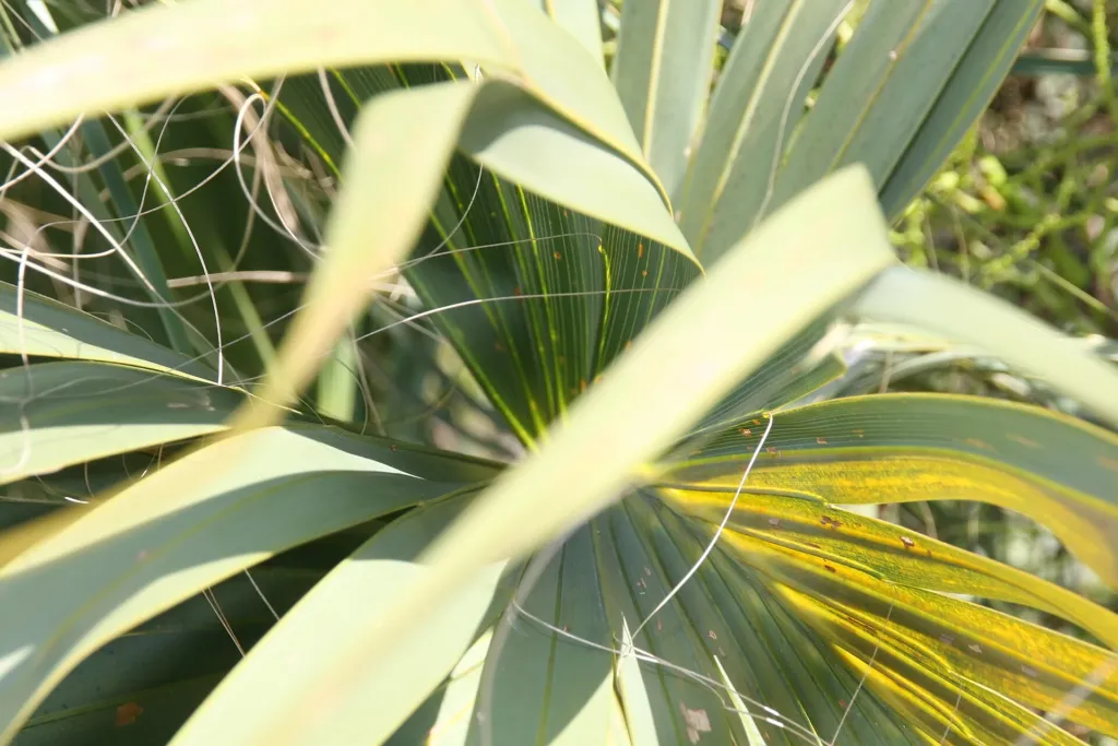 Cabbage Palm (Sabal palmetto) – in a garden setting, plant photo