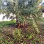 Sandpalme (Allagoptera arenaria) – Pflanzenfoto