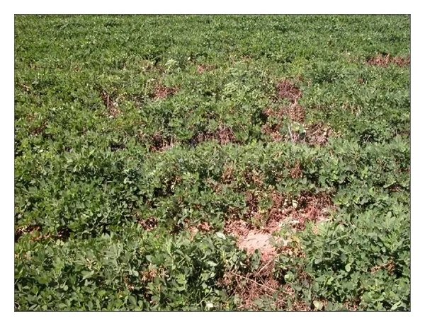 Sclerotinia minor: caduta della lattuga e marciume bianco