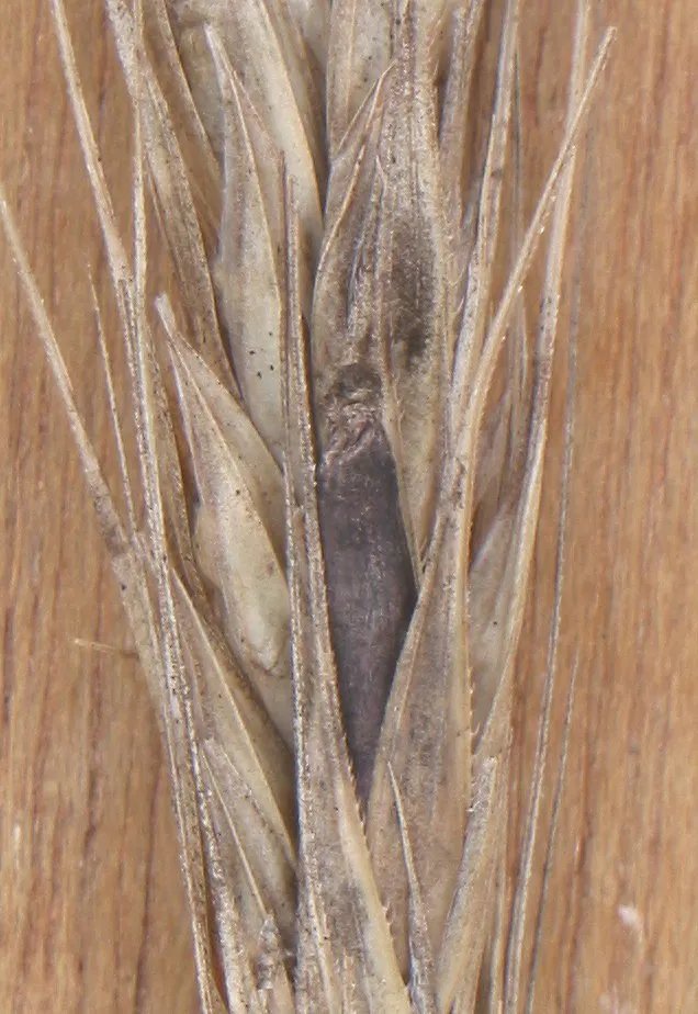 Segale cornuta – foto diagnostica