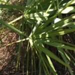 Serenoa repens – fotografia rastliny