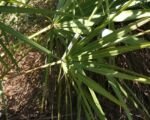Serenoa repens: guida alla coltivazione e alle cure