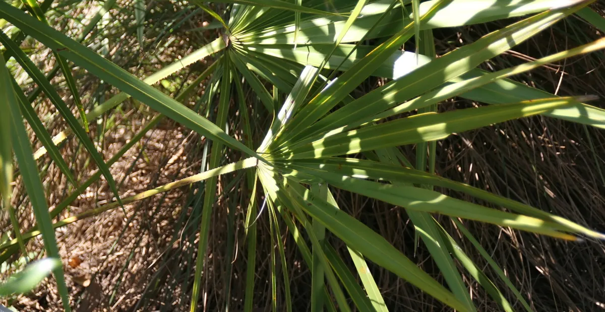 saw palmetto (Serenoa repens) – plant photo