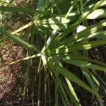 saw palmetto (Serenoa repens) – plant photo