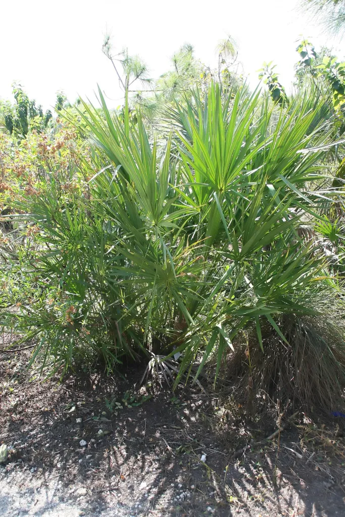 saw palmetto (Serenoa repens) – in a garden setting, plant photo