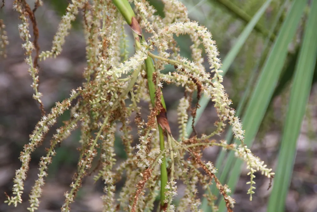 saw palmetto (Serenoa repens) – in a garden setting, plant photo