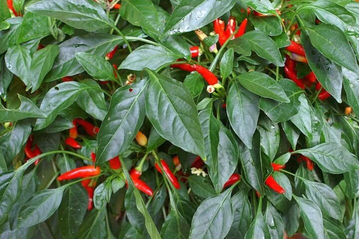 Capsicum annuum 'Serrano'