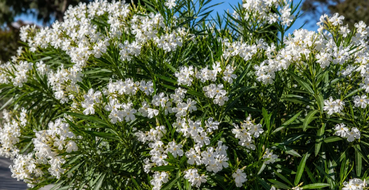Nerium oleander 'Sister Agnes' – plant photo