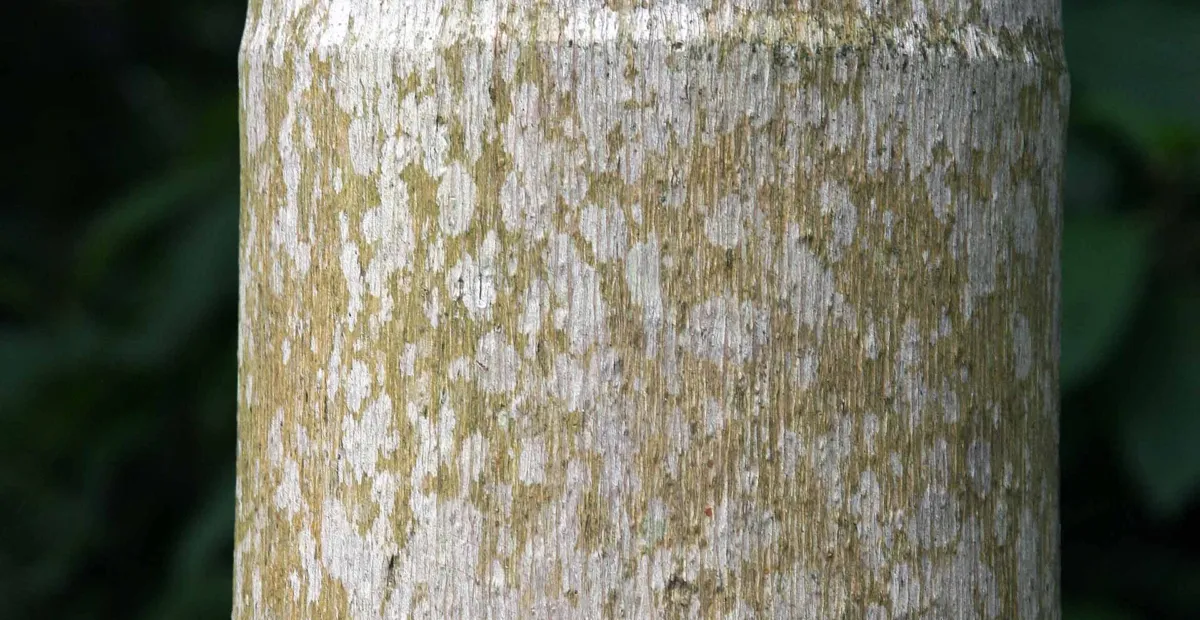 walking palm (Socratea exorrhiza) – plant photo