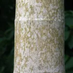 walking palm (Socratea exorrhiza) – plant photo