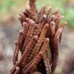 Struthiopteris – foto della pianta
